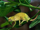 Chameleon on Tree Branch  Ghana