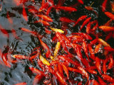 Goldfish in a Pond at Biyun Si  Fragrant Hills Park  Beijing  China