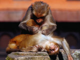 Monkeys at the Temple Complex  Pashupatinath  Bagmati  Nepal