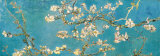 Almond Branches in Bloom  San Remy  c1890