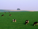 Cows Grazing on Green Fields  Avebury  Wiltshire  England