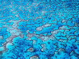 Reef  Heron Island  Queensland  Australia