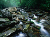 Water Flowing over Rocks in Alum Creek  Great Smoky Mountains National Park  Tennessee