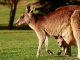 Kangaroo and Joey on Bellarine Peninsula  Barwon Heads  Victoria  Australia