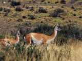 Guanaco in Patagonian Grassland  Torres del Paine National Park  Chile