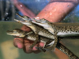 One Week Old Australian Saltwater Crocodiles at the Koorana Crocodile Farm in Coowonga  Australia