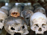 Decoration Sits on One of Many Skulls on Display at Killing Fields  Phnom Penh  Cambodia
