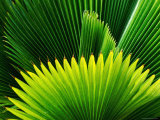 Palm at Windjammer Landing Villas  Gros Islet