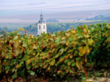 Tower Rising Above Vineyard Trellises in Champagne Region  Champagne-Ardenne  France
