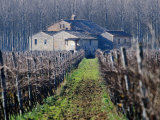 Winery Vines and Buildng  Torgiano  Umbria  Italy