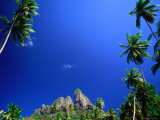 Palm Trees and Sky  Bora Bora  the Society Islands  French Polynesia