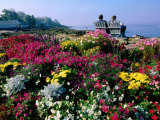 Couple Reading at Ocean Point Shoreline  Flowers in Foreground  Maine