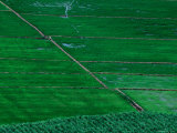 Rice Fields Below Sam Mountain in Mekong Delta  Chau Doc  an Giang  Vietnam