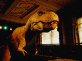 Tyrannosauraus Rex at Natural History Museum  London  Greater London  England