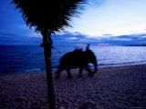 Mahout with Elephant  Jomtien  Chonburi  Thailand