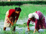 Two Newari Women Planting Rice in Paddy  Kathmandu  Bagmati  Nepal