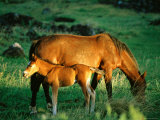 Mare and Foal  Easter Island  Valparaiso  Chile