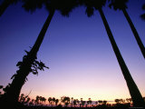 Dam Thanot or Sugar Palms  Siem Reap  Cambodia