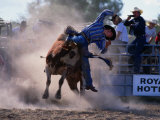 Rodeo Rider Falling Off Bull  New South Wales  Australia
