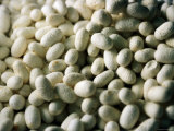 Silk Worm Cocoons at Silk Factory  Zhenjiang  Jiangsu  China