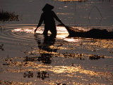 Woman Gathers Edible Water Plants at Dusk  Bat Trang  Hanoi  Vietnam