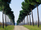 Tree-Lined Entrance to Vineyard  Torgiano  Umbria  Italy