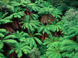 Evergreen Tree Ferns  Victoria  Australia