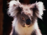 Koala  Australia