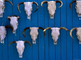 Animal Skulls on Wall  New Mexico