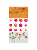Zinnias Triptych