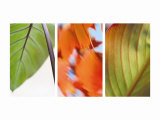 Leaves' Journey Triptych