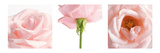 Pink Rose Triptych