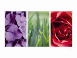 Floral Triptych