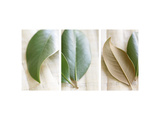Leaves and Muslin Triptych