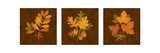 Fall Leaves Triptych
