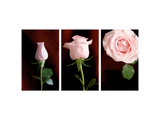 Pink Roses Triptych