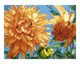 Sunlit Dahlias