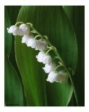 Lilly of the Valley III