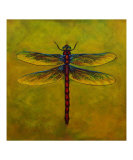Dragonfly Lexie