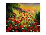 Red Poppies 5607