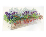 Pansies in a Box