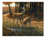 Autumn Innocence 1