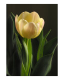 Stephanies Yellow Tulip