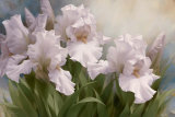 White Iris Elegance I