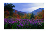 Fall Meadow at Twilight