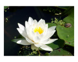 Water Lily