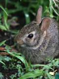 Eastern Cottontail Rabbit  Tyler  Texas