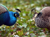 Peacocks in Lazienki Park  Warsaw  Poland
