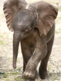 Baby Elephant's First Public Appearance  Zoo of Berlin  Berlin  Germany