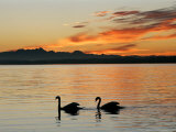 Two Swans Glide across Lake Chiemsee at Sunset near Seebruck  Germany